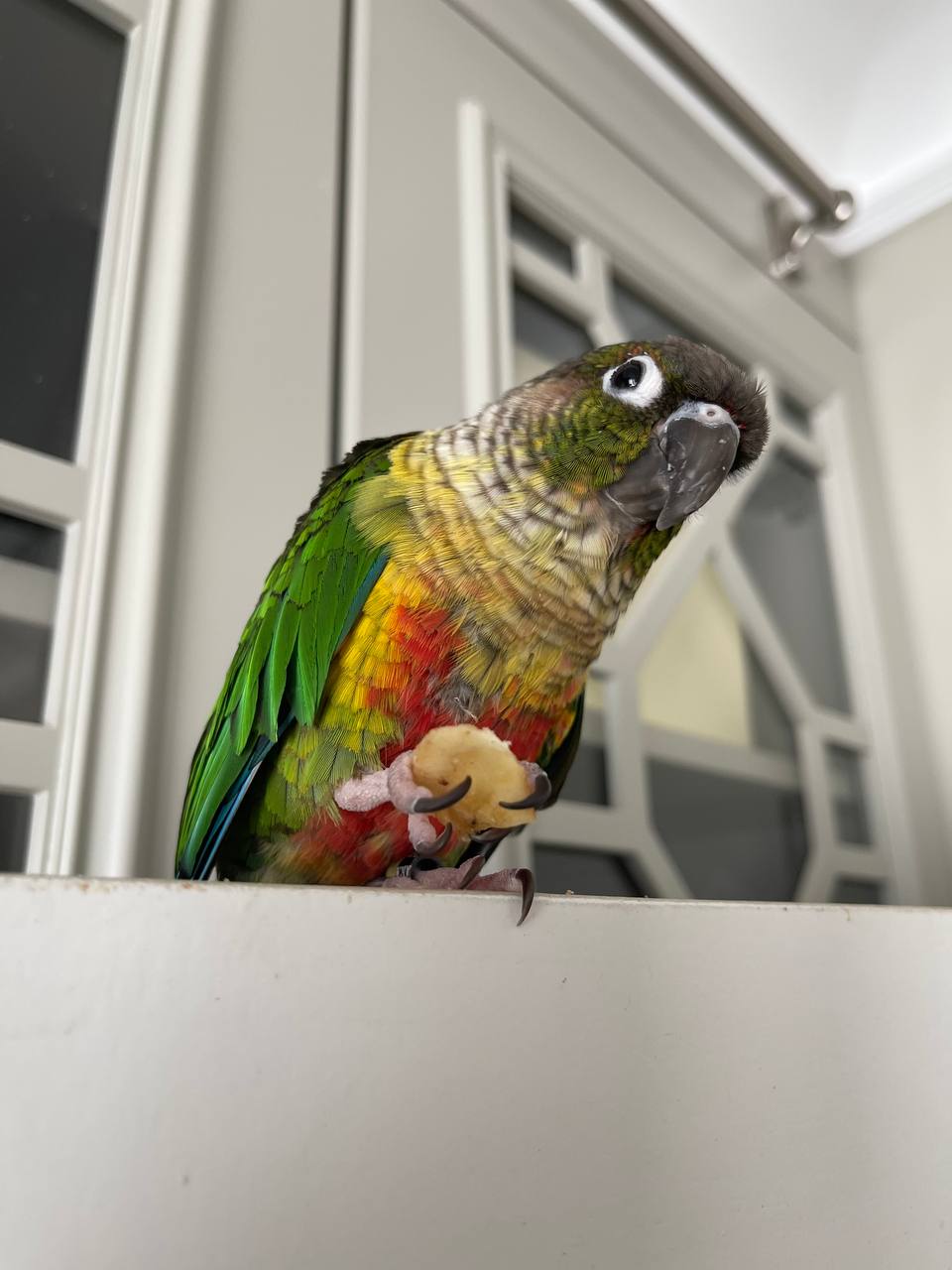 tg: вот чего реально не хватает в ГУ - так это Алисы!!!