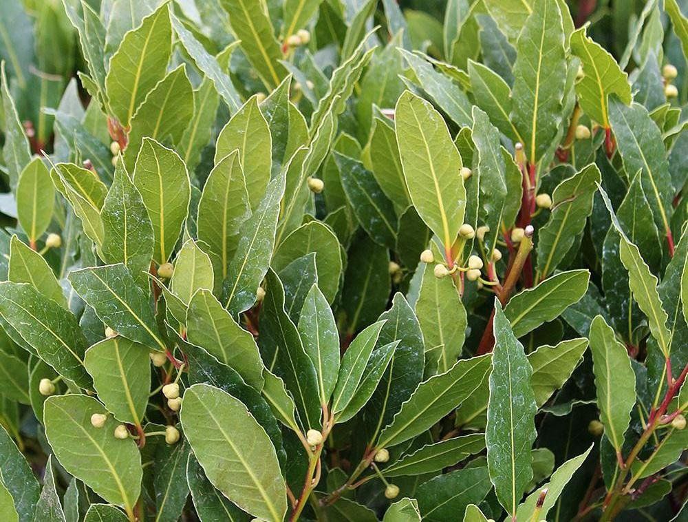 tg: Наконец то я победила скрип люка 😎👍, диллеры в топку, сначало весь люк…